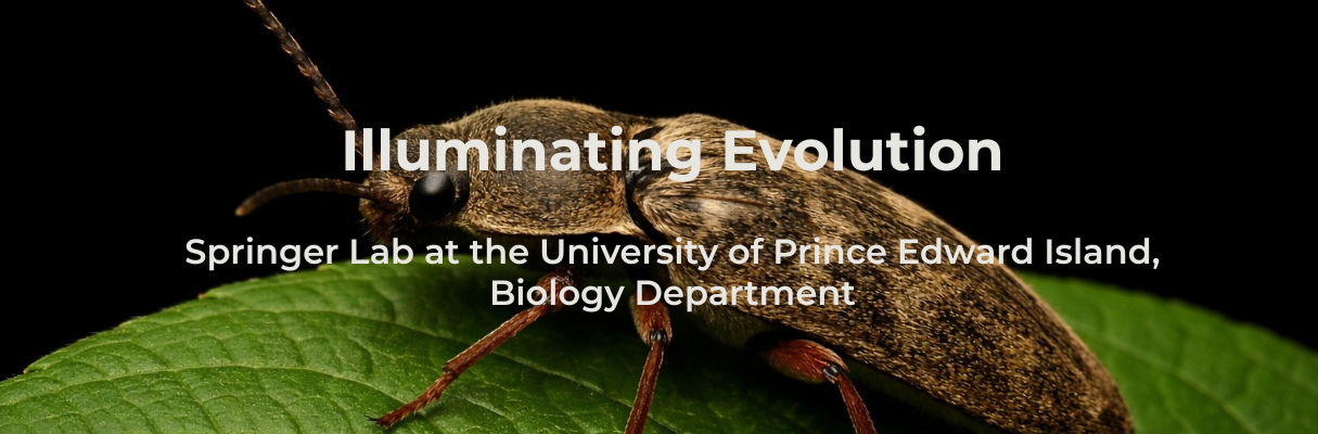 Springer Lab at UPEI uses a double monochromating spectrophotometer to analyze samples from click beetles.